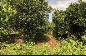 Bán vườn trái cây tại Bình Lộc, Long Khánh, tỉnh Đồng Nai diện tích 1000m2 chính chủ hợp làm nơi nghỉ dưỡng