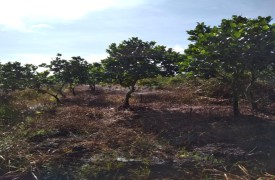 Bán đất vườn đã trồng câyooir, chuối, Mít 5.3ha tại xã Thạnh Mỹ, Tân Phước, tỉnh Tiền Giang