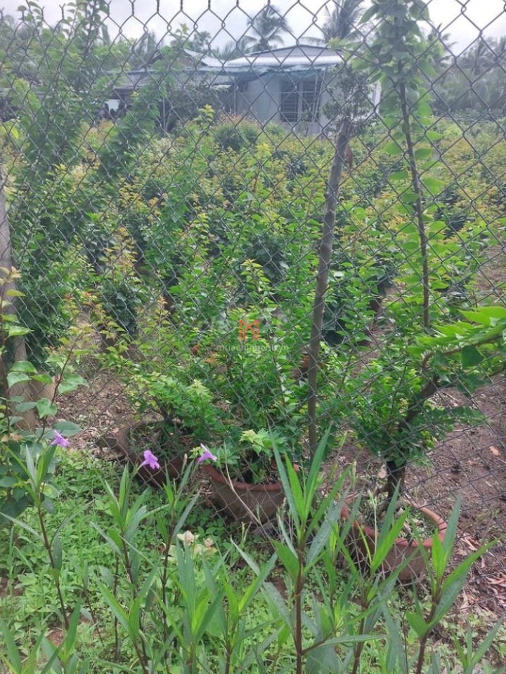 Đất bán H Mỏ Cày Bắc