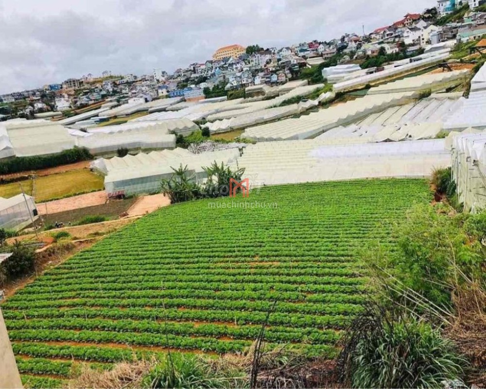 Đất bán Thành phố Đà Lạt