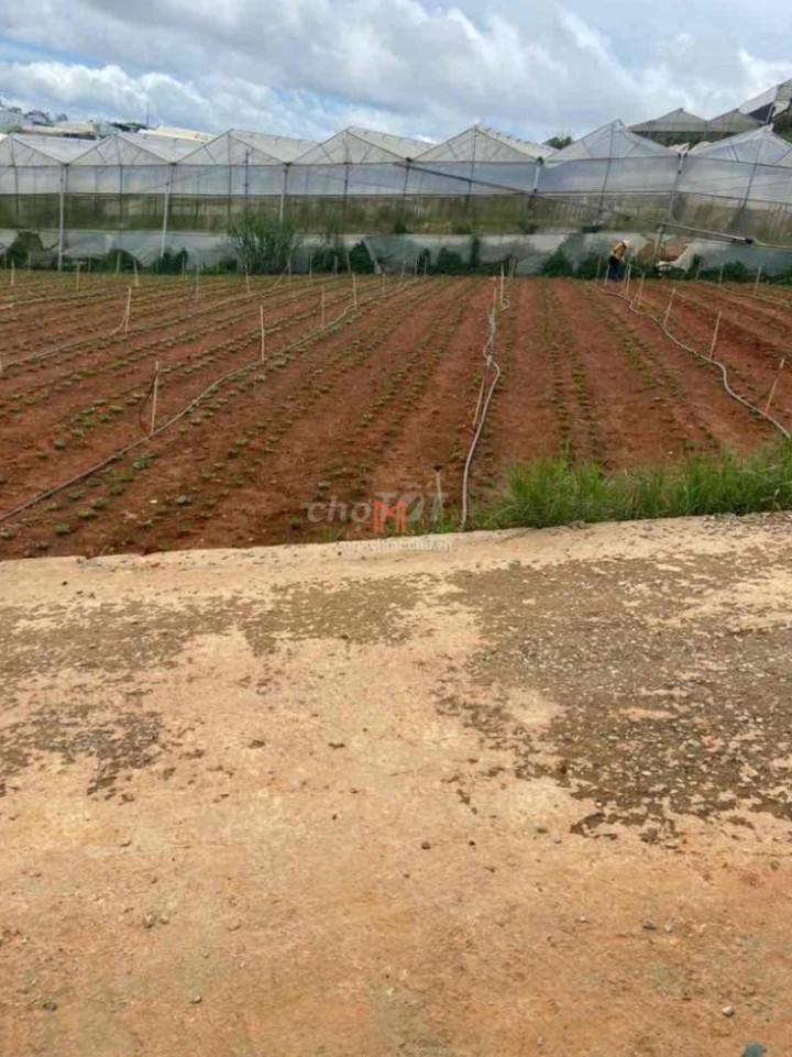 Đất Phường 7