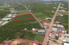 Bán mảnh đất 78m2 đang trồng bơ 034 Liên Hà Huyện Lâm Hà Lâm Đồng 7500m2 vị trí thuận tiện