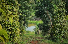 Cần bán đất rẫy chính chủ diện tích 1.2 ha, giá chỉ 3.6 tỷ tại Dăk Song, Đắk Nông