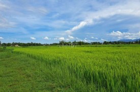 Đất nông nghiệp tại Điện Tiến Điện Bàn Quảng Nam diện tích 900m² giá 600 triệu