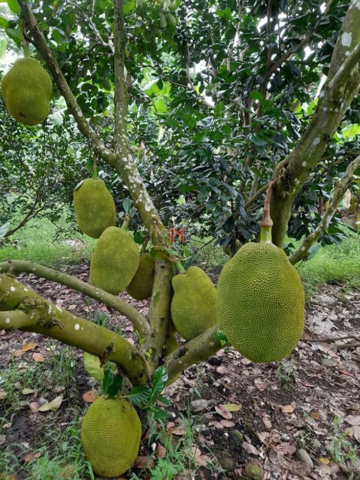 Đất bán Long Khánh hướng nhà Đông