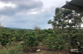 Bán đất vườn Lâm Đồng trồng cà phê sầu riêng dt 9800m² giá rẻ chỉ 3,1 tỉ