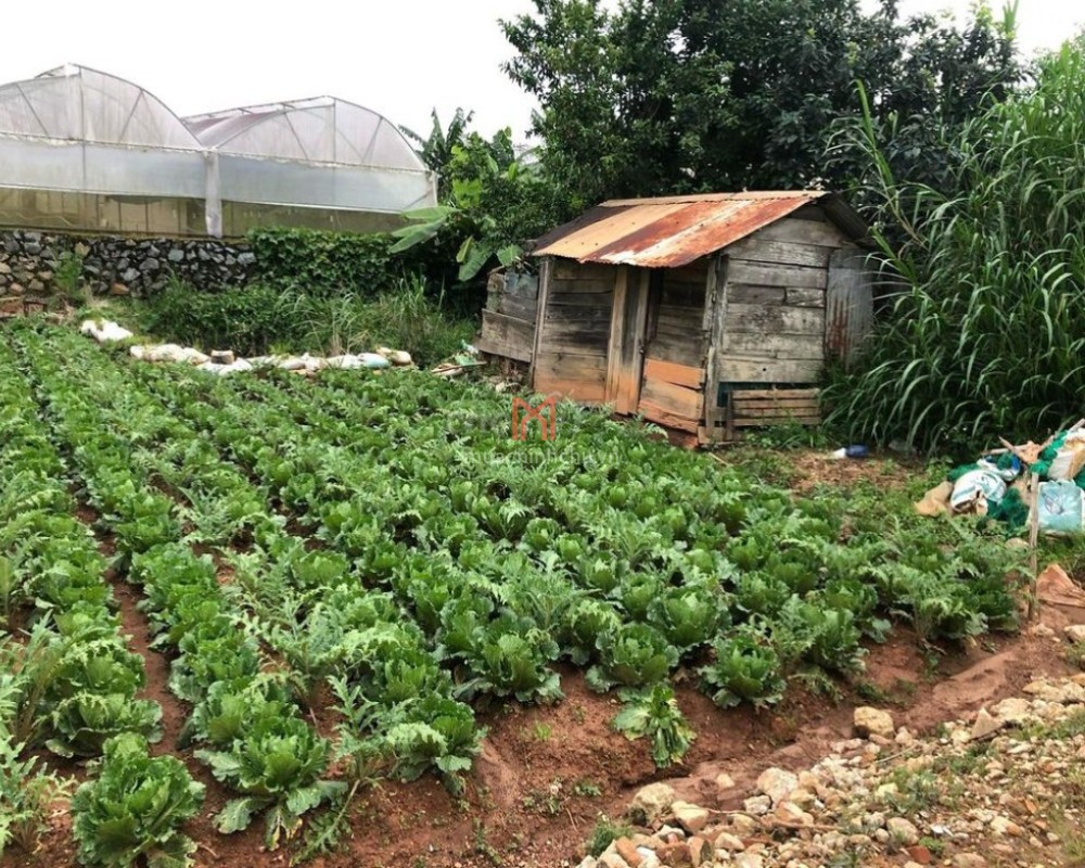 bán Đất P 12