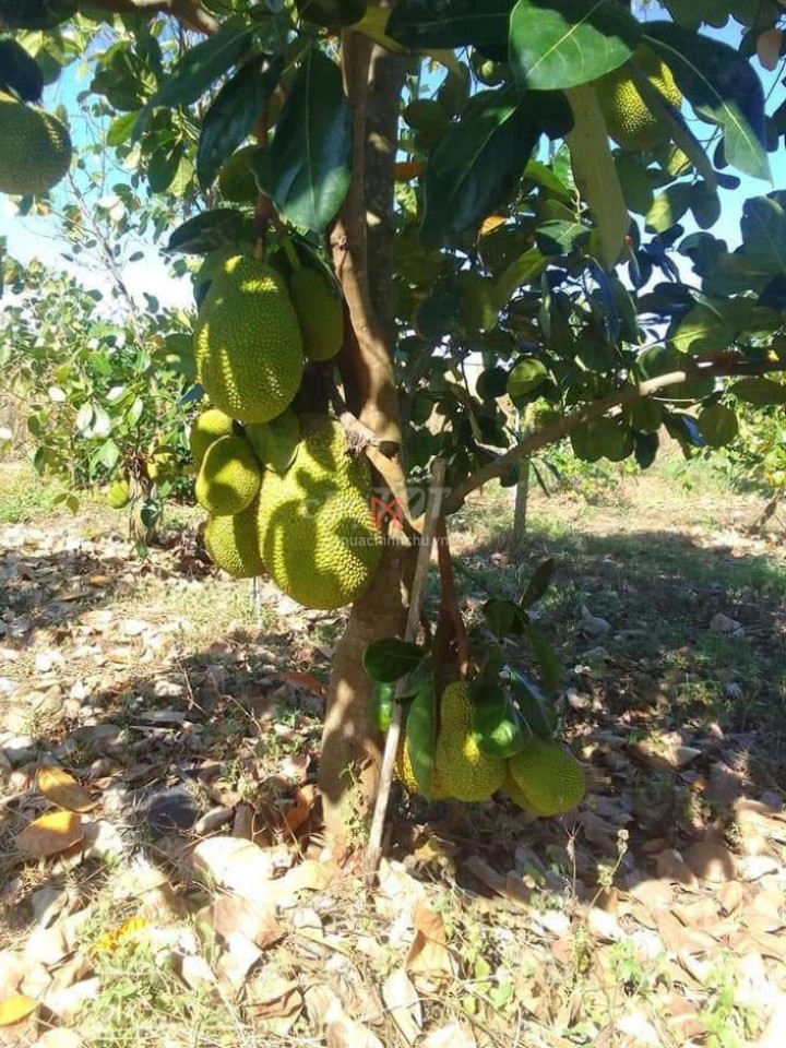Đất bán T Đồng Nai